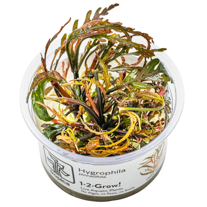 Hygrophila pinnatifida 1-2-Grow! - Tropica 051A TC - In Vitro