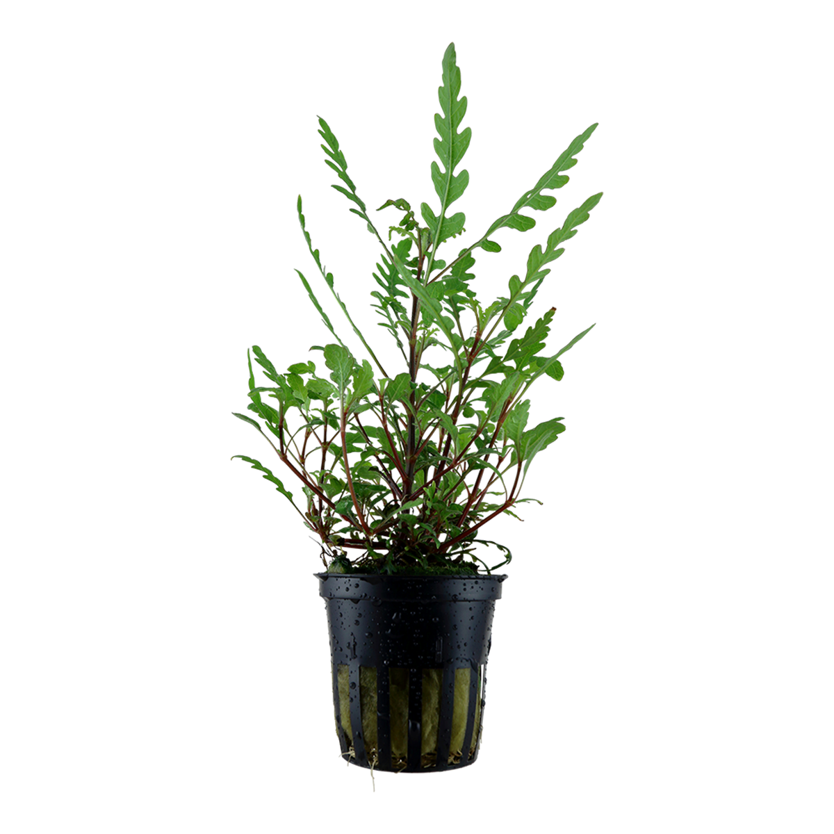 Hygrophila pinnatifida - auf Tropica Kokosnussschale