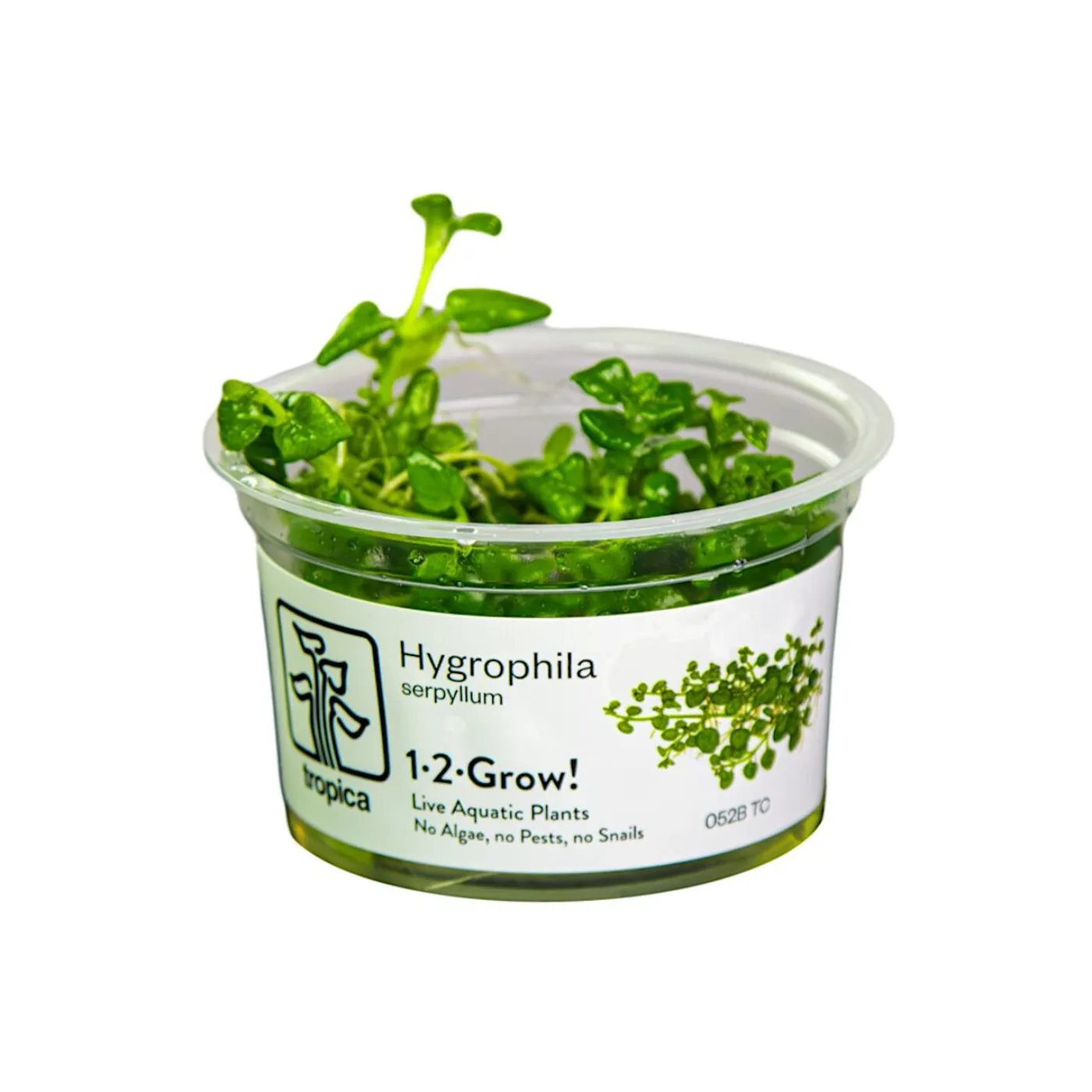Hygrophila serpyllum 1-2-Grow! - Tropica 052B TC - In Vitro