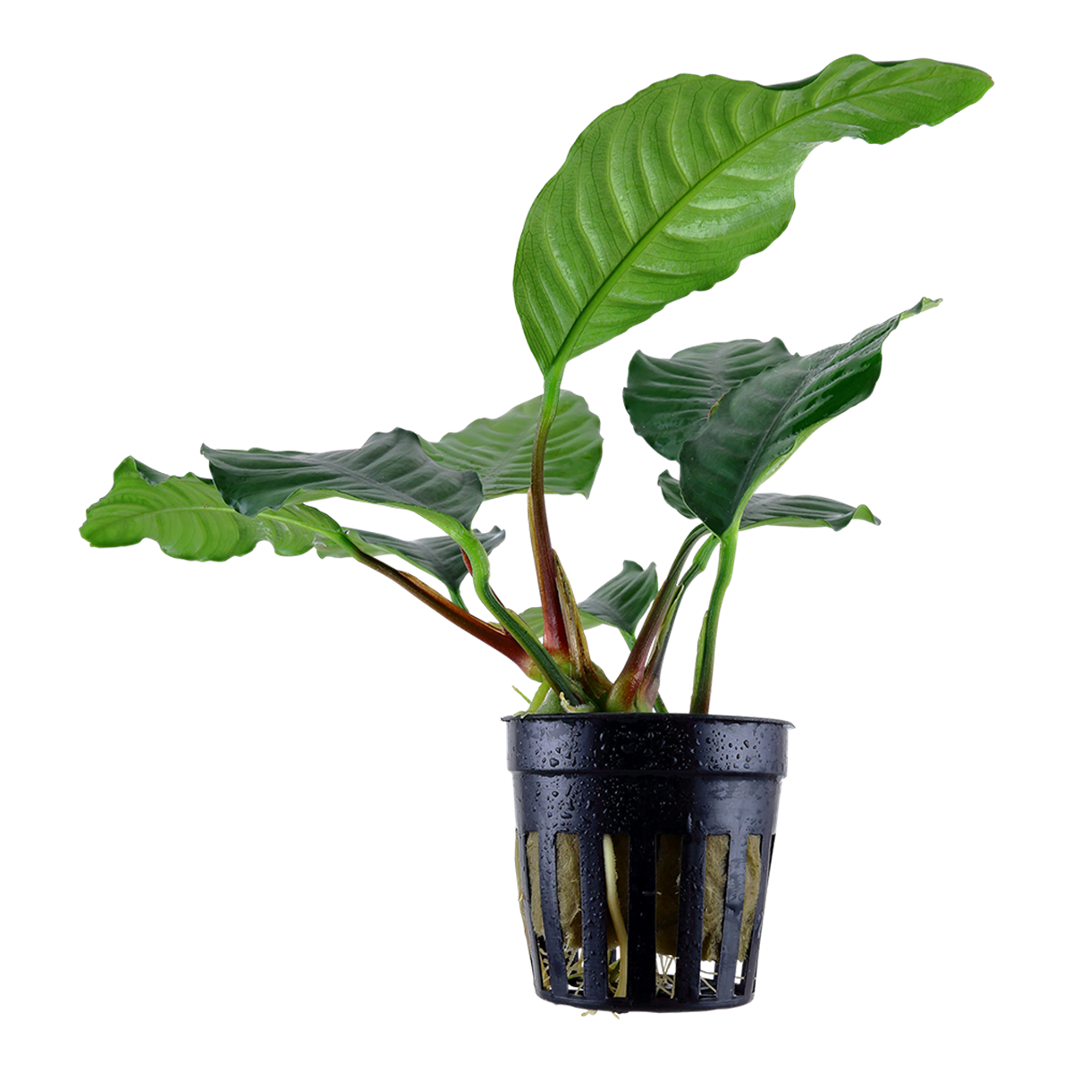 Kaffeeblättriges Speerblatt - Anubias barteri var. coffeifolia - Tropica Topf