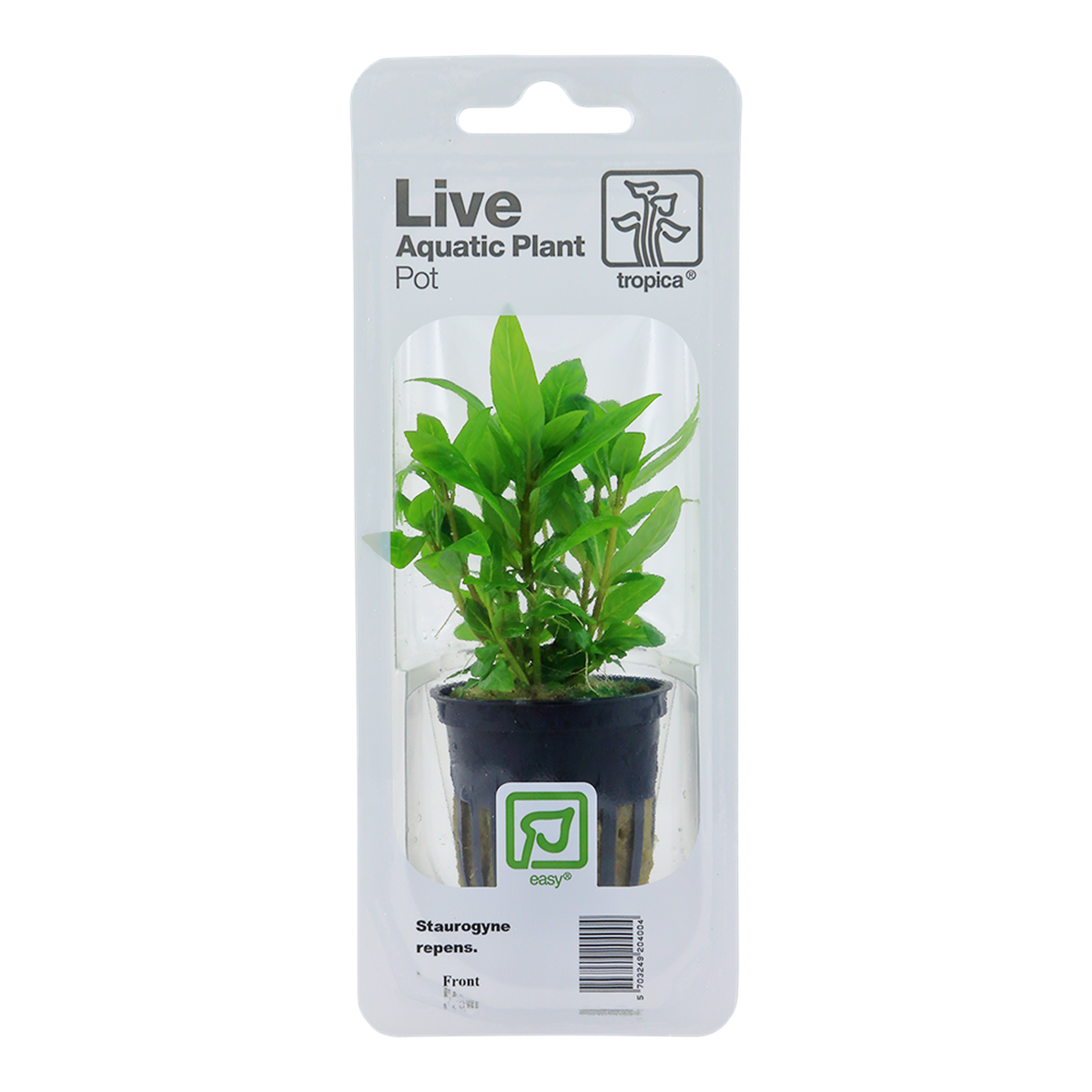 Staurogyne repens