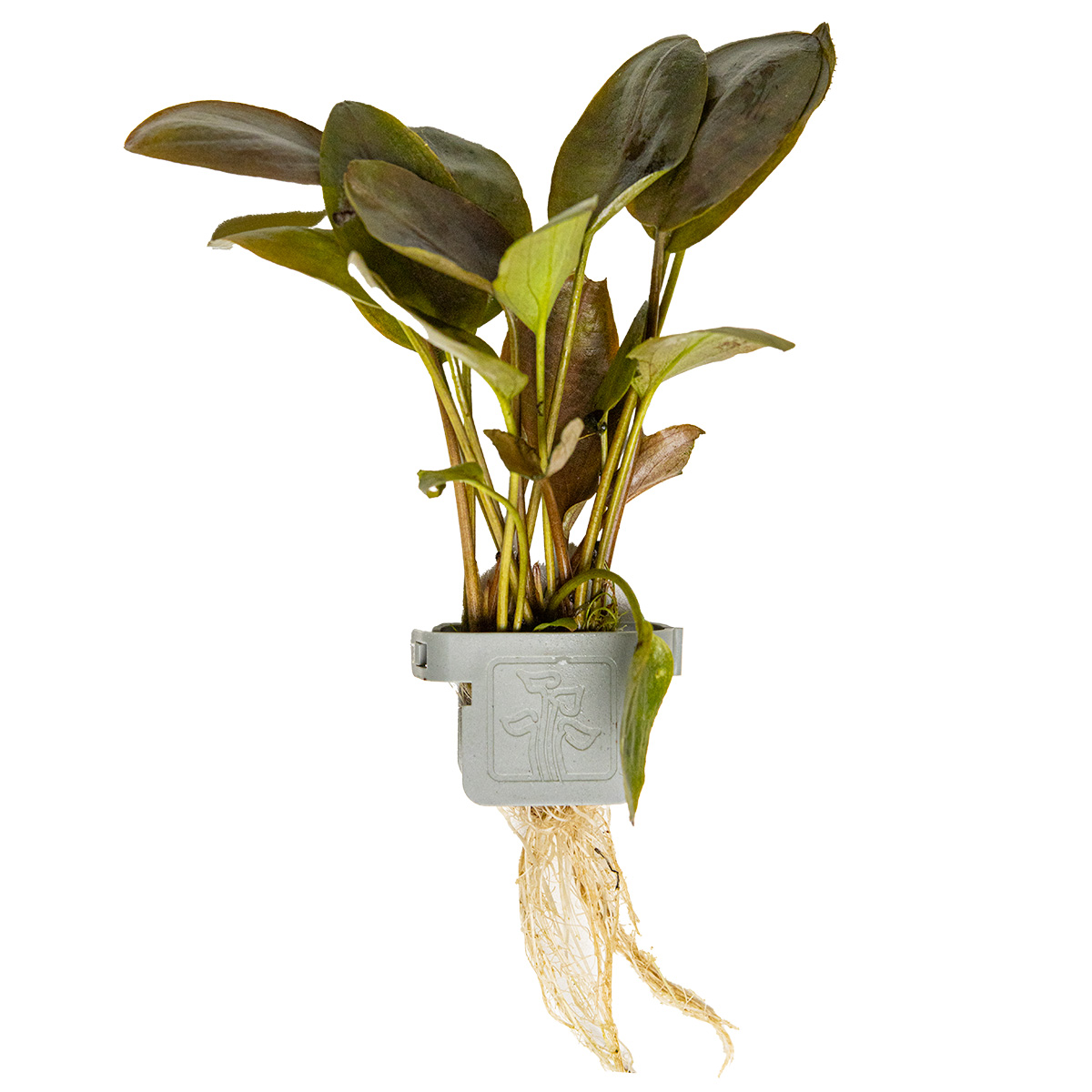 Lagenandra meeboldii Red, Tropica, Topf