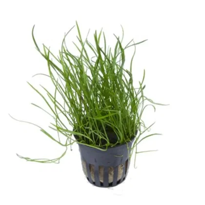 Lilaeopsis mauritiana