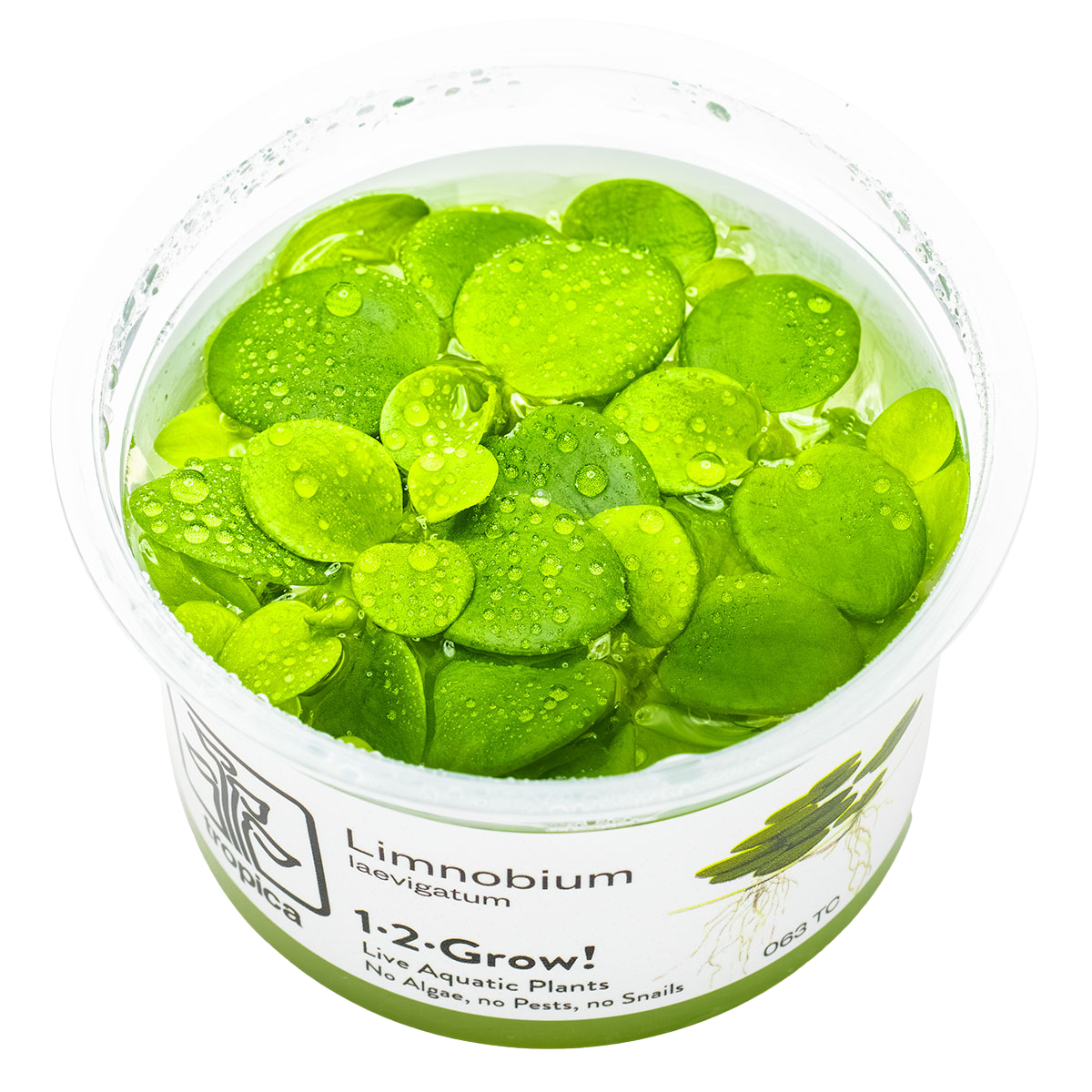Limnobium laevigatum 1-2-Grow! Tropica 063 TC - In Vitro
