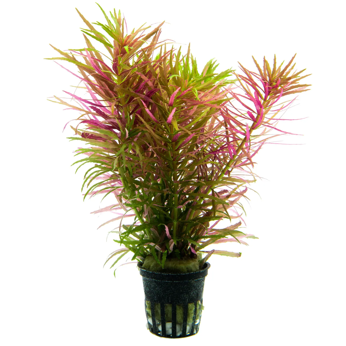 Limnophila hippuridoides