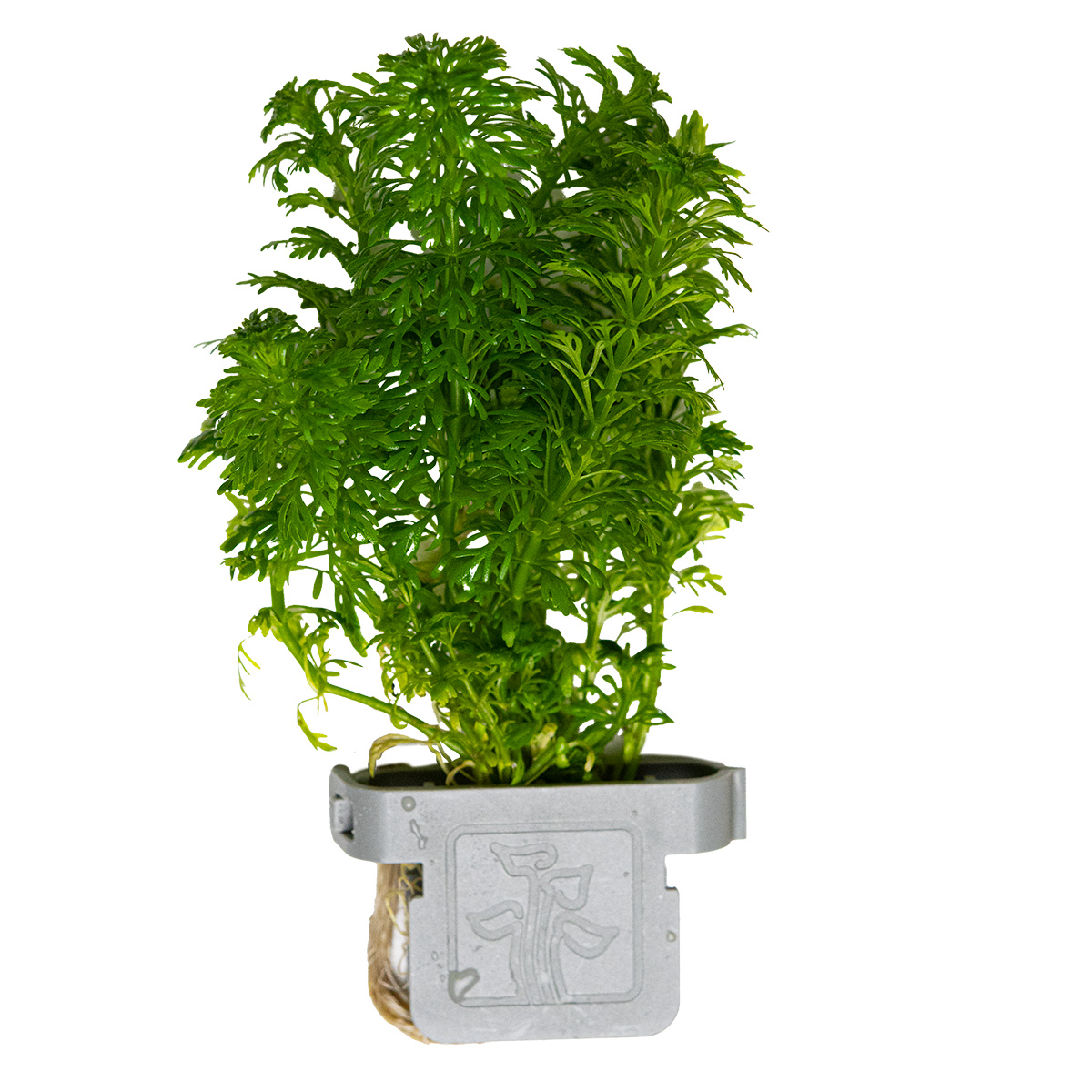 Limnophila sessiliflora - Tropica 047 - Topf
