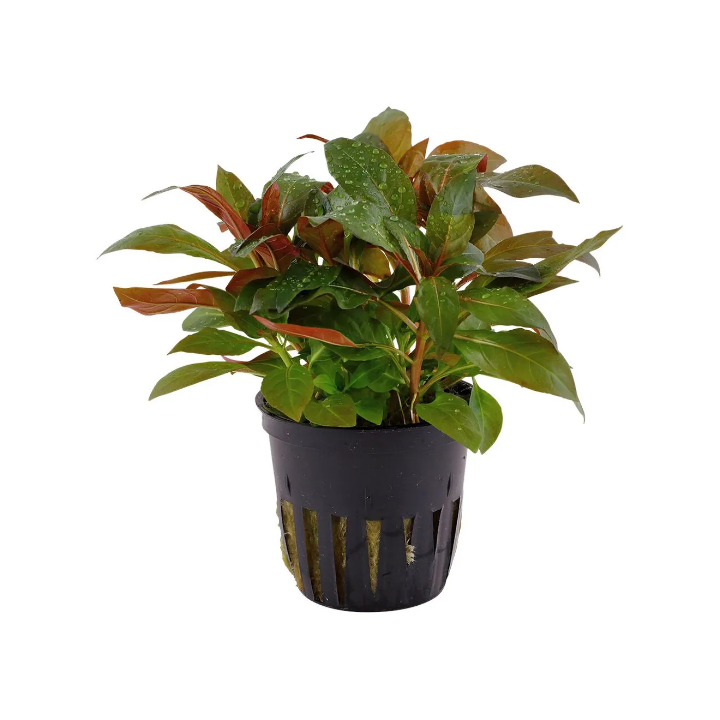 Ludwigia glandulosa