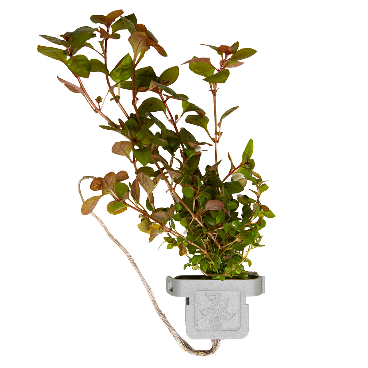 Ludwigia palustris Super Red - Tropica 035B - Topf