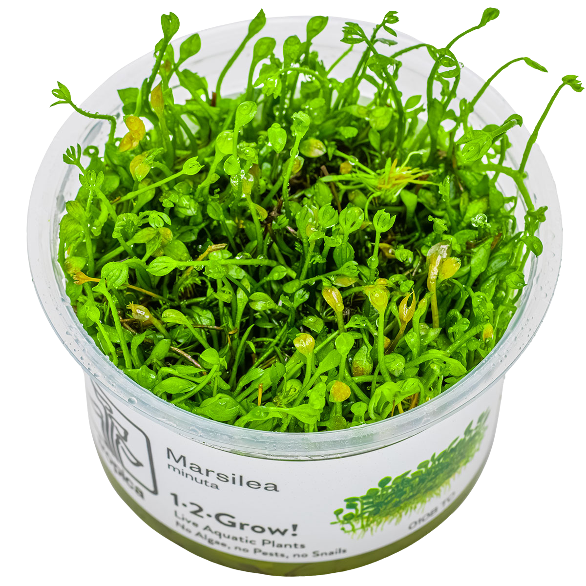 Marsilea crenata / minuta