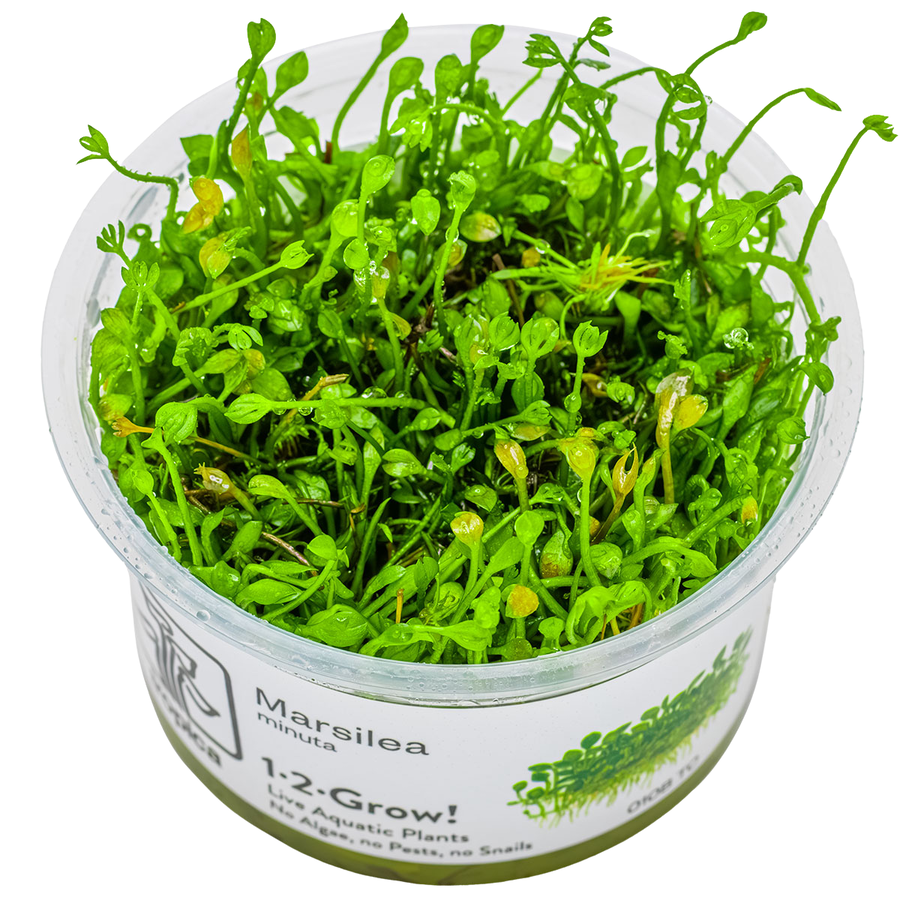 Marsilea crenata / minuta