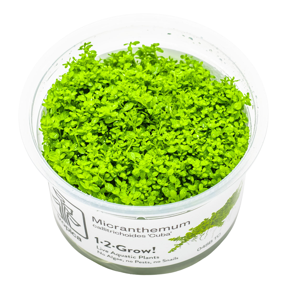 Hemianthus callitrichoides Cuba 1-2-Grow!