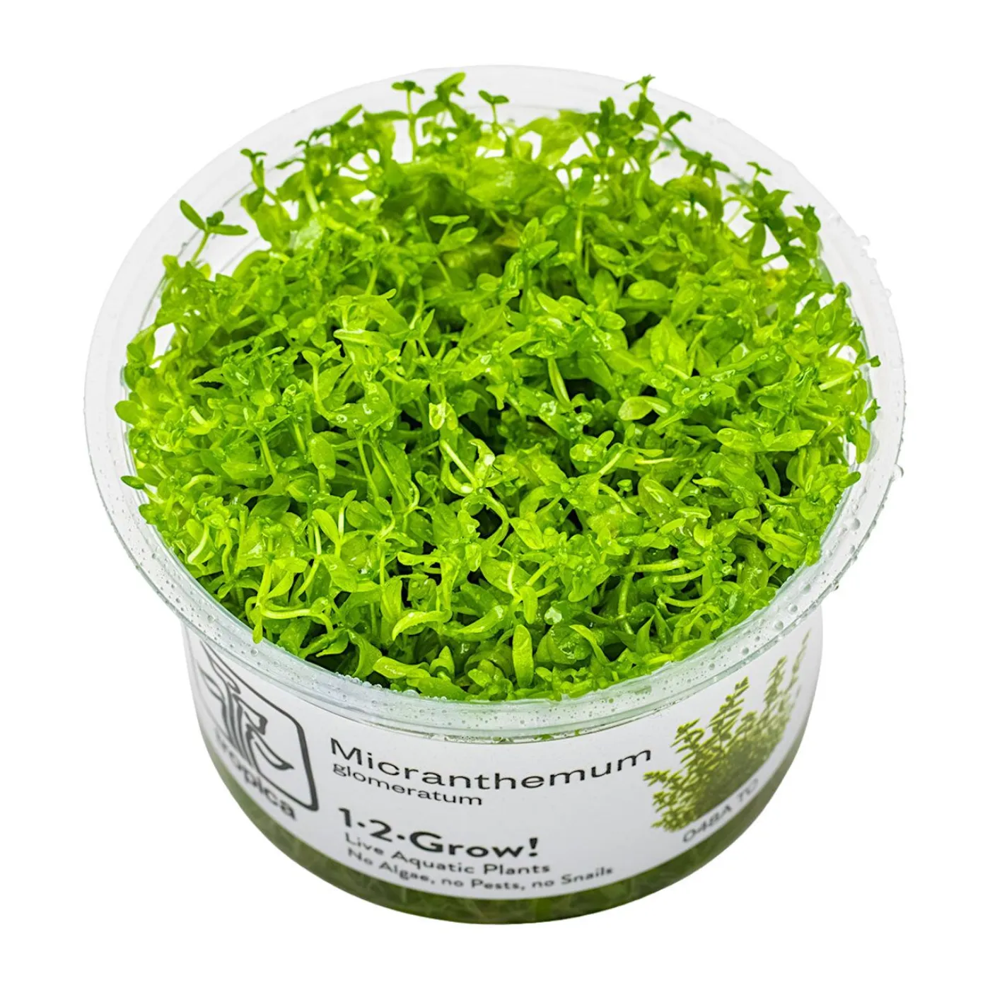 Micranthemum 'glomeratum' 1-2-Grow! - Tropica 048A TC - In Vitro - Per