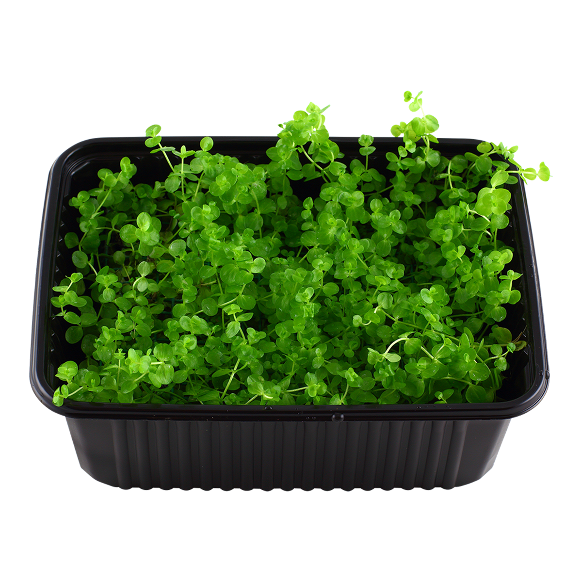 Micranthemum umbrosum