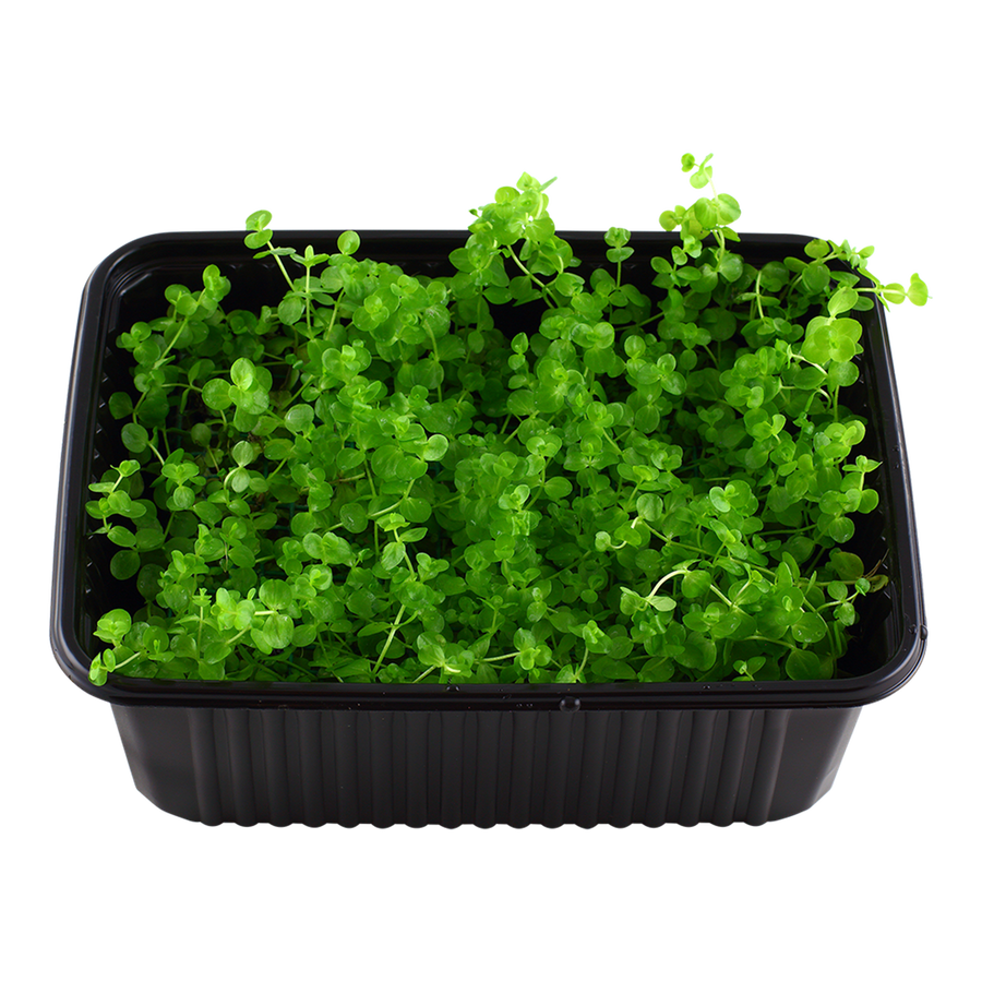 Micranthemum umbrosum