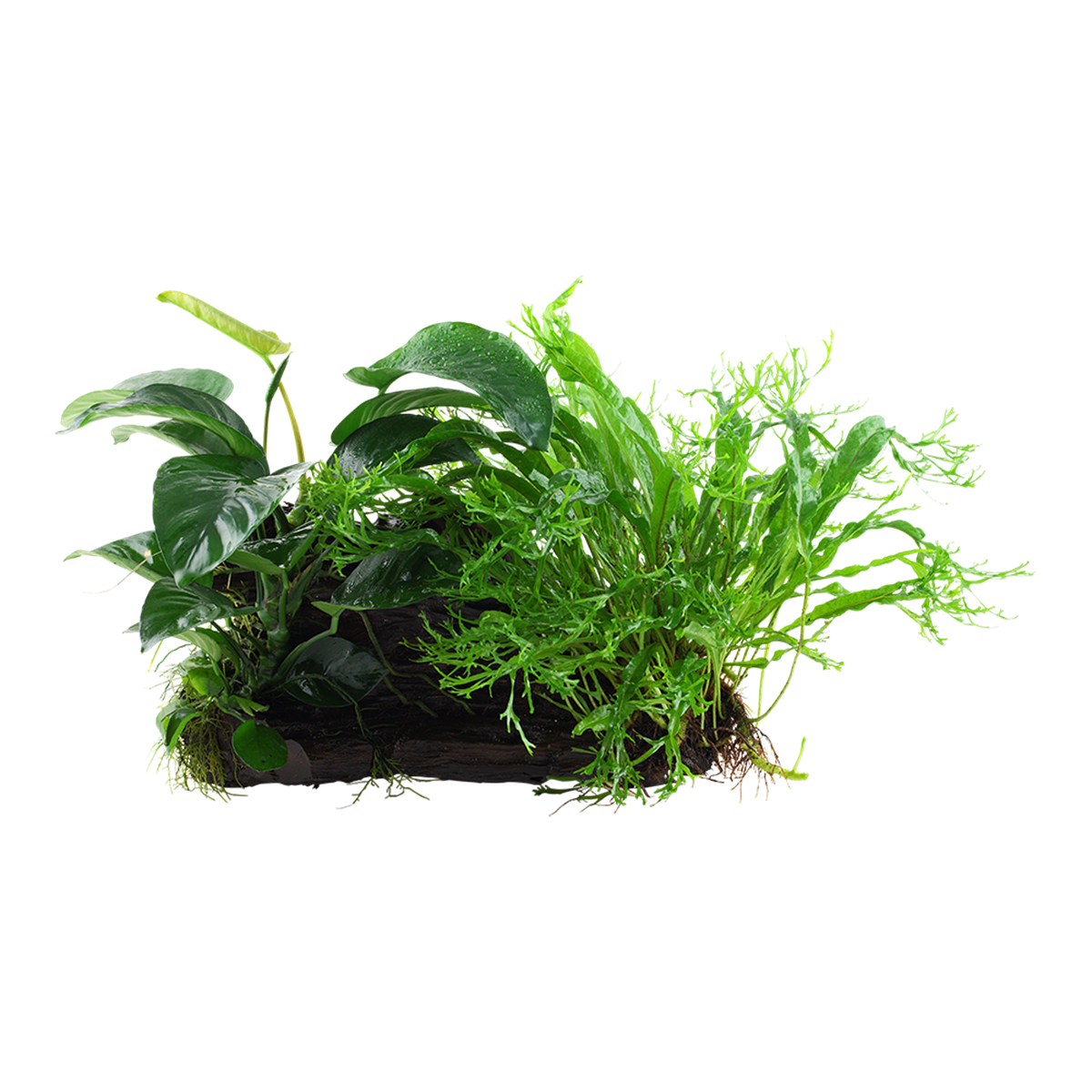 Microsorum and Anubias 'Duet' - Tropica Pflanze auf Wurzeln (XL)