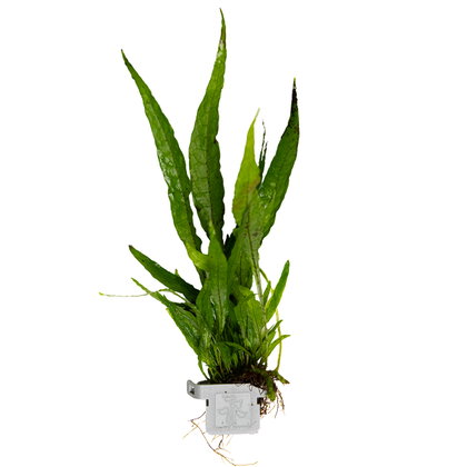 Microsorum pteropus 'Narrow'