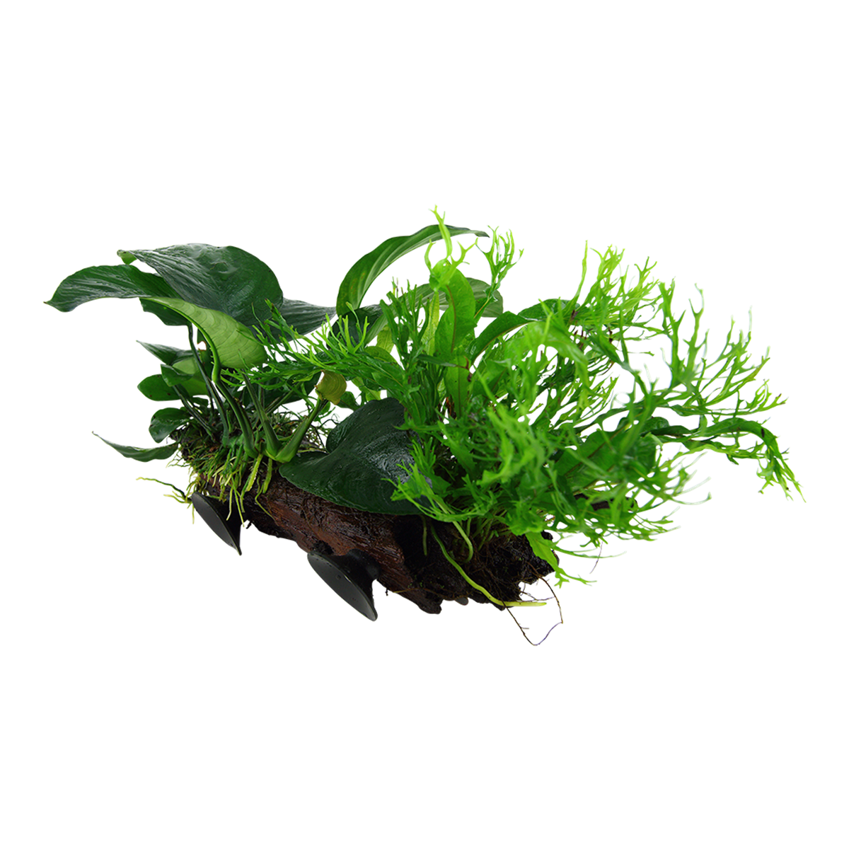 Javafarn auf Wurzel - Tropica Pflanze auf Wurzeln mit Saugnapf (XL)