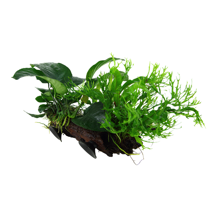 Javafarn auf Wurzel - Tropica Pflanze auf Wurzeln mit Saugnapf (XL)