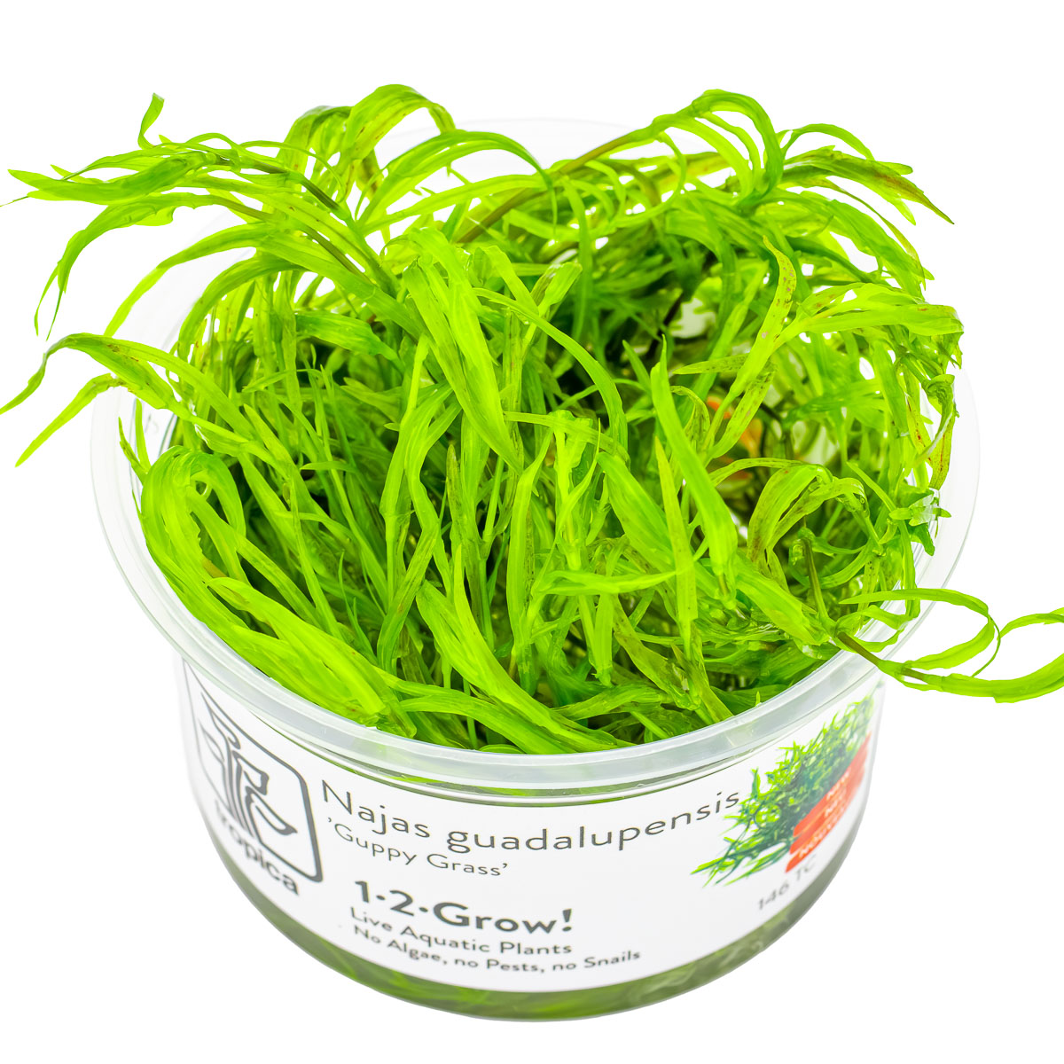 Najas guadalupensis 1-2-Grow!