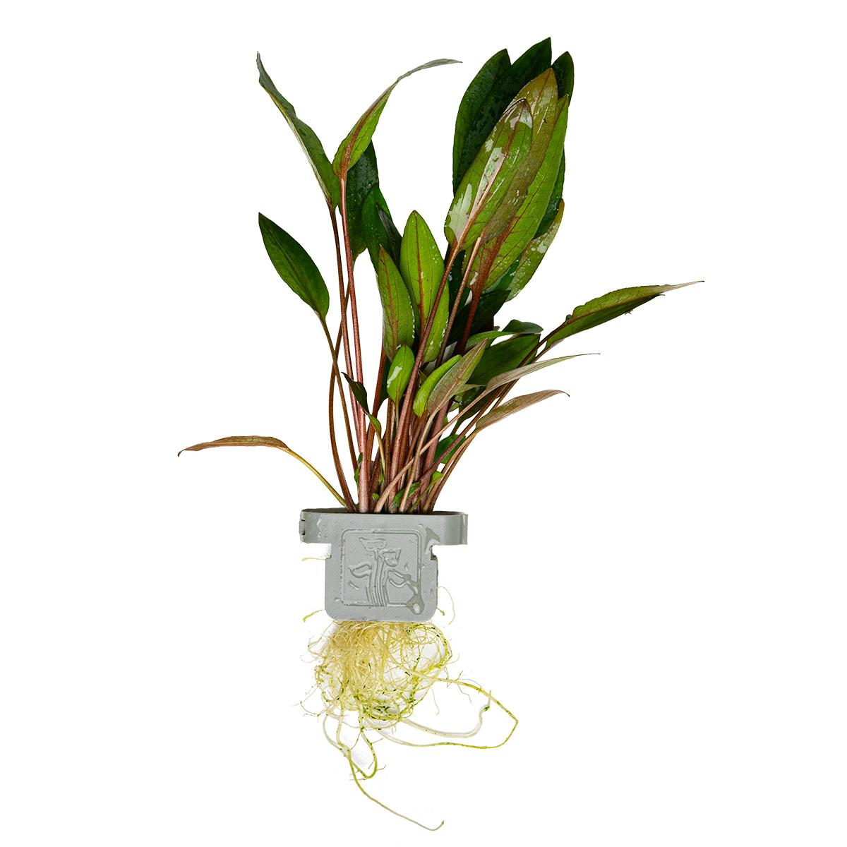Petchs Wasserkelch - Cryptocoryne beckettii 'Petchii' - Tropica Pflanze auf Lavastein