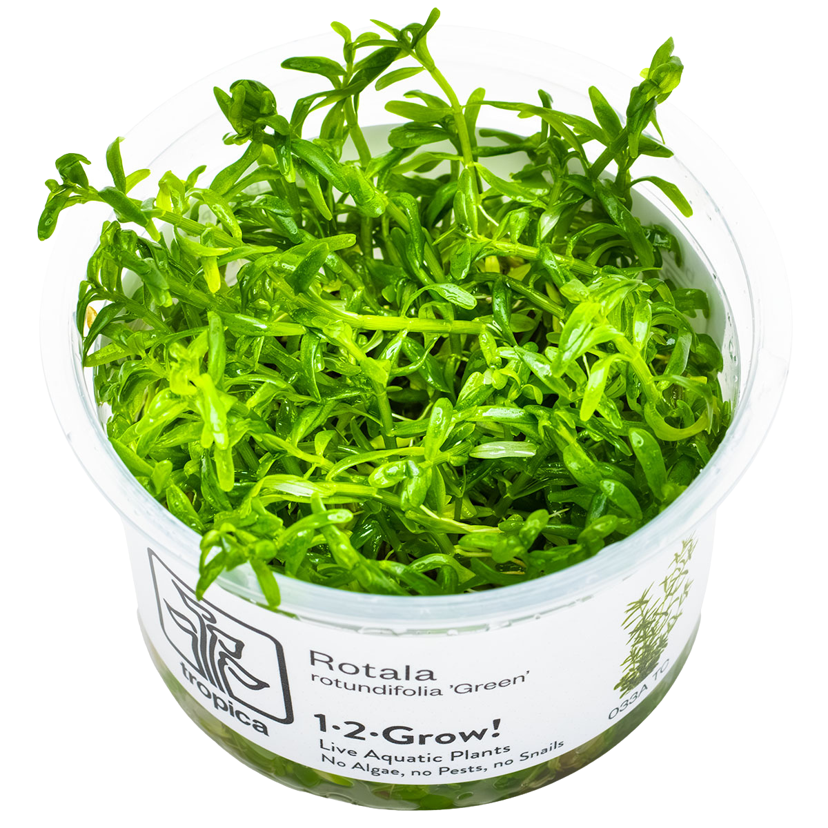 Rotala rotundifolia 'Green' 1-2-Grow! - Tropica 033A TC - In Vitro