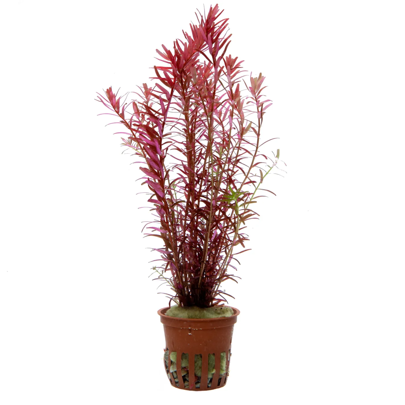 Rotala rotundifolia 'H'ra' 1-2-Grow!