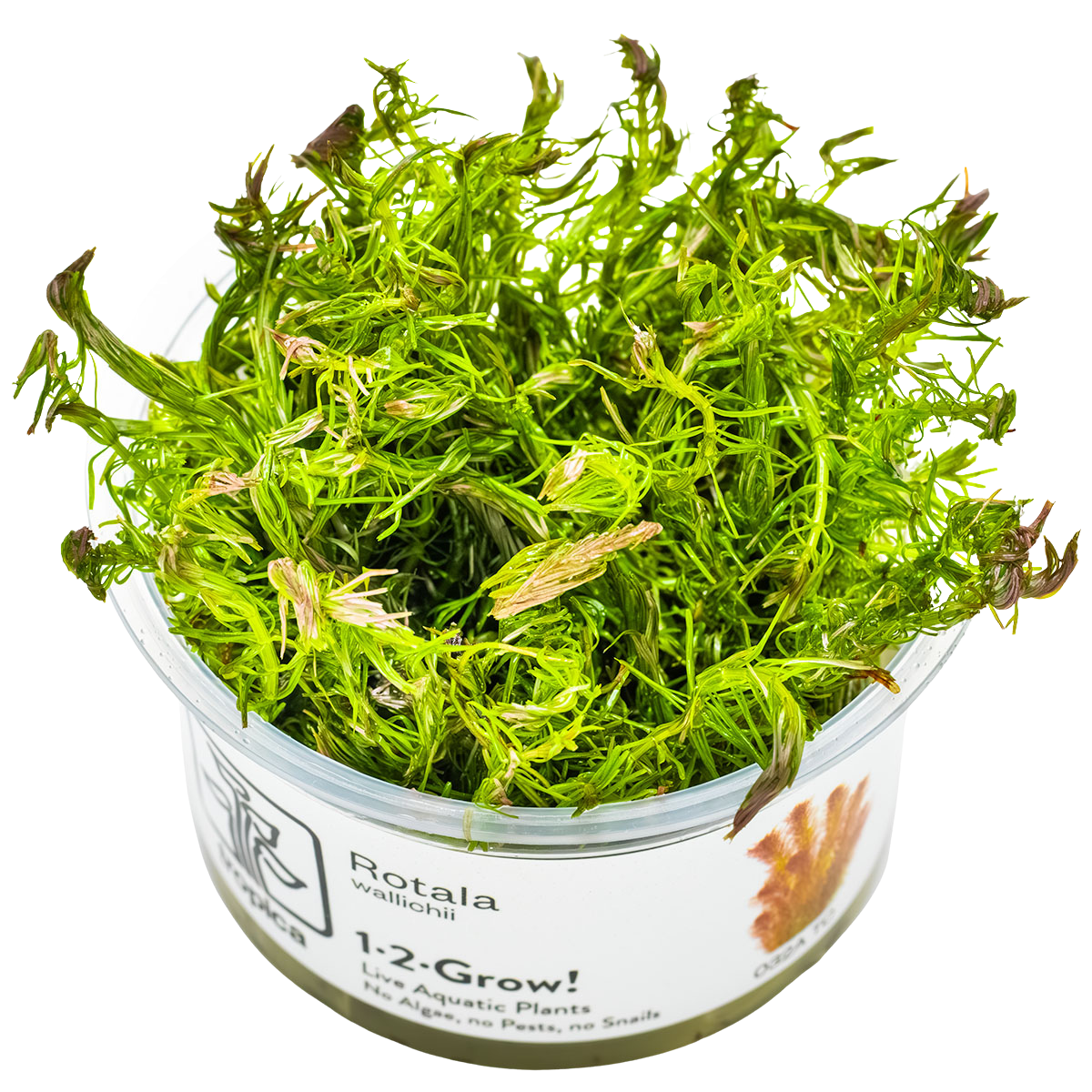 Rotala wallichiii 1-2-Grow! - Tropica 032A TC - In Vitro