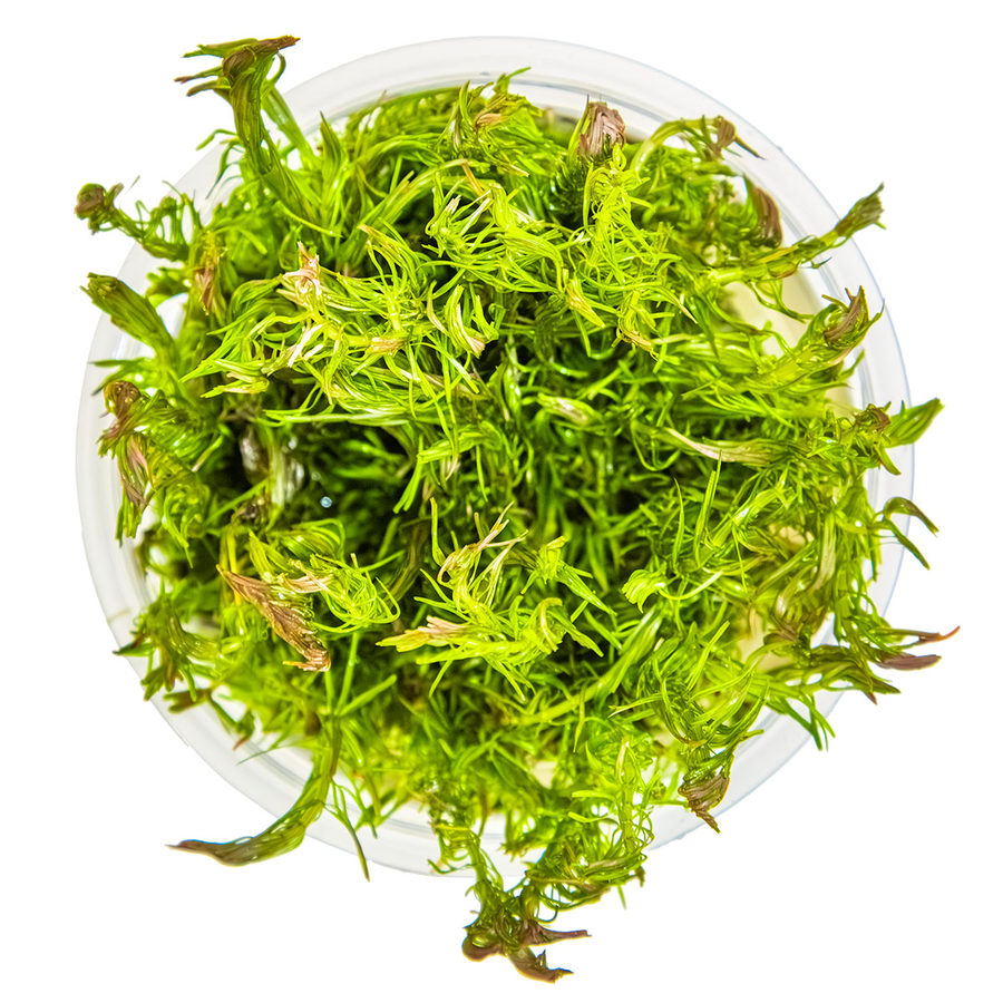 Rotala wallichiii 1-2-Grow! - Tropica 032A TC - In Vitro
