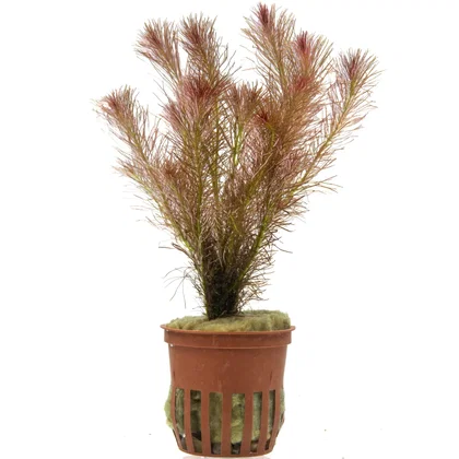 Rotala wallichii "Bangladesh"