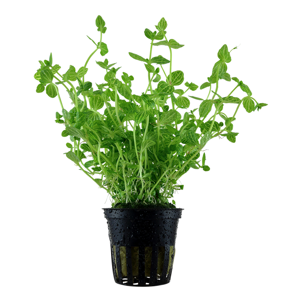 Rundblättriges Büchsenkraut - Lindernia rotundifolia - Tropica Topf