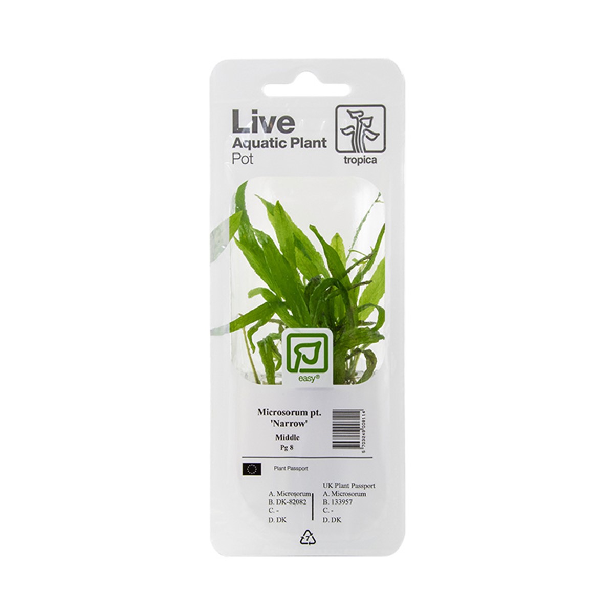 Schmalblättriger Javafarn - Microsorum pteropus 'Narrow' - Tropica Pflanze auf Wurzeln