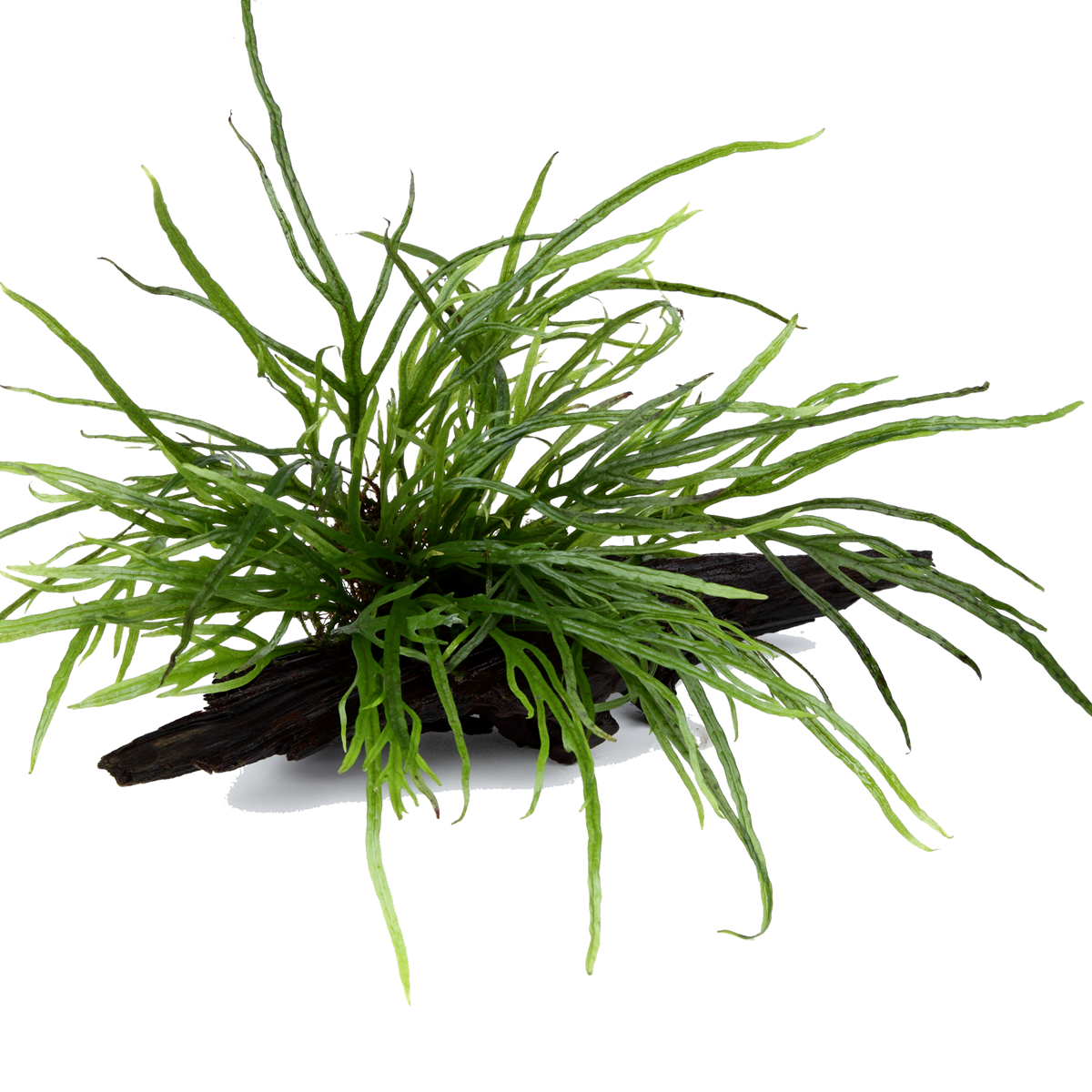 Schmalblättriger Javafarn - Microsorum pteropus 'Trident' -Tropica Pflanze auf Wurzeln mit Saugnapf