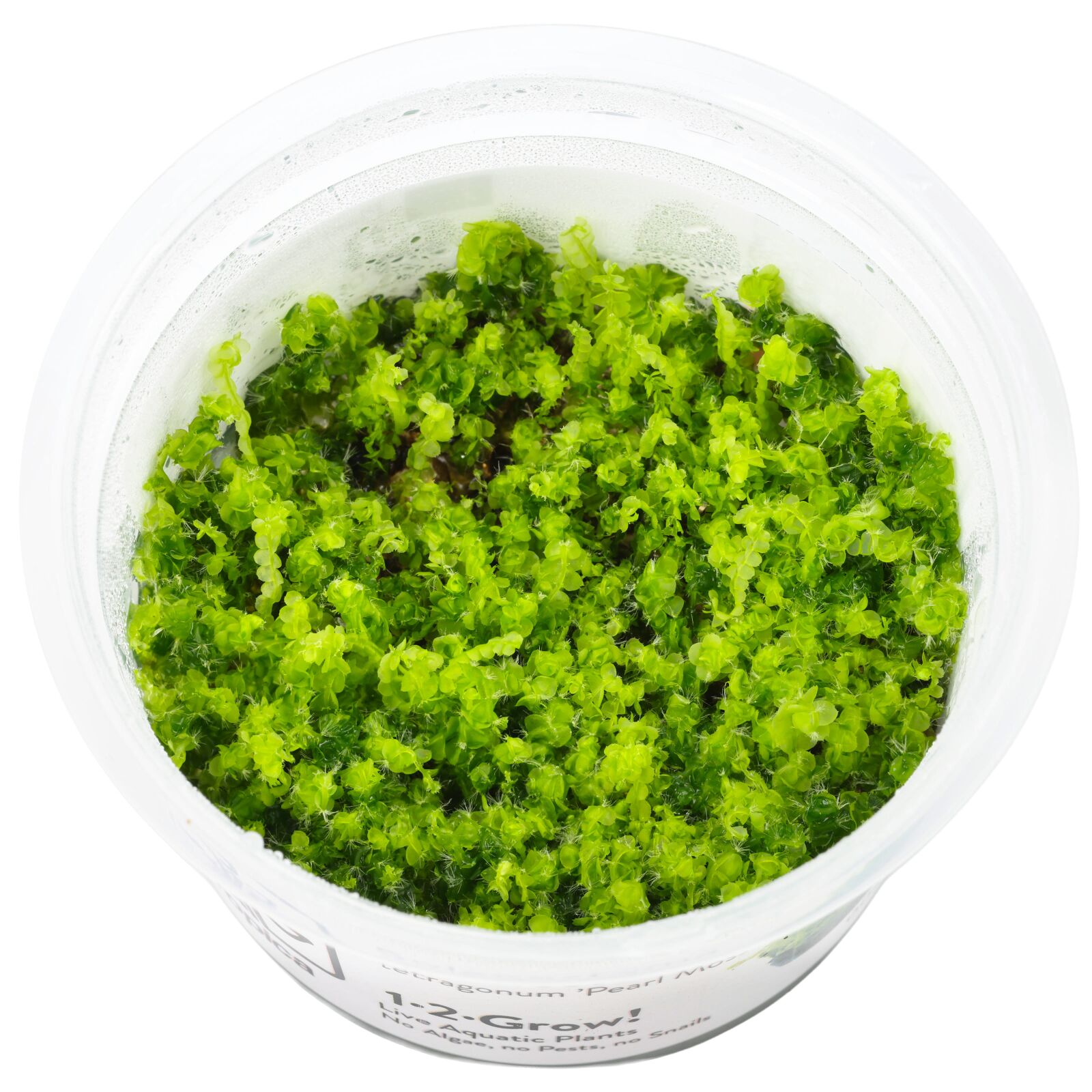 Solenostoma tetragonum - 1-2-GROW!