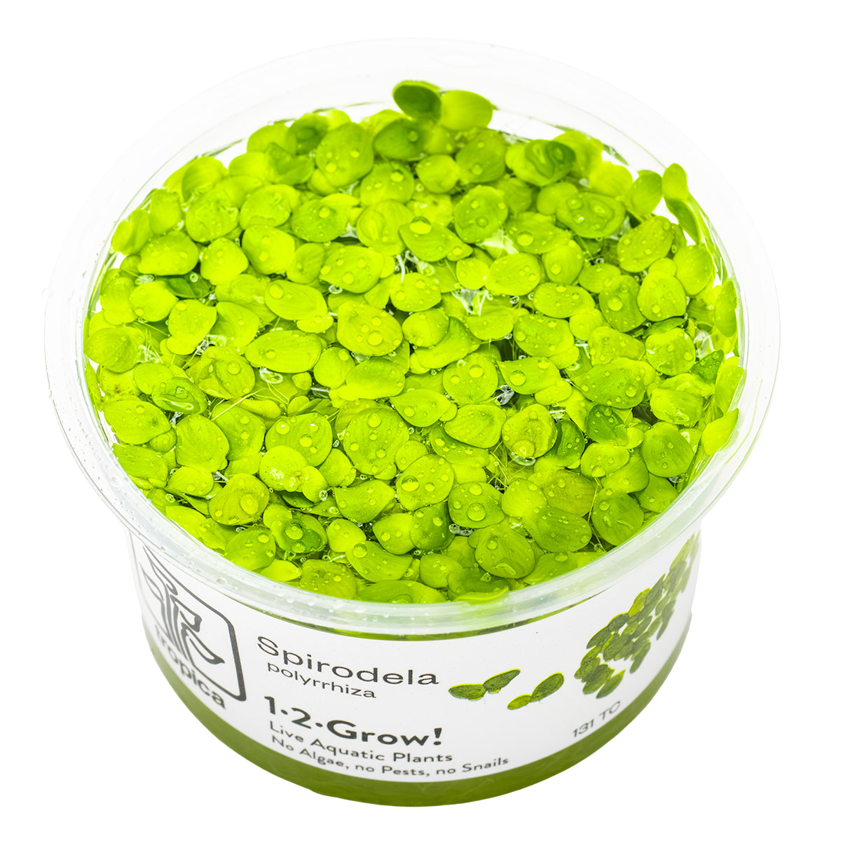 Spirodela polyrhiza - 1-2-GROW!