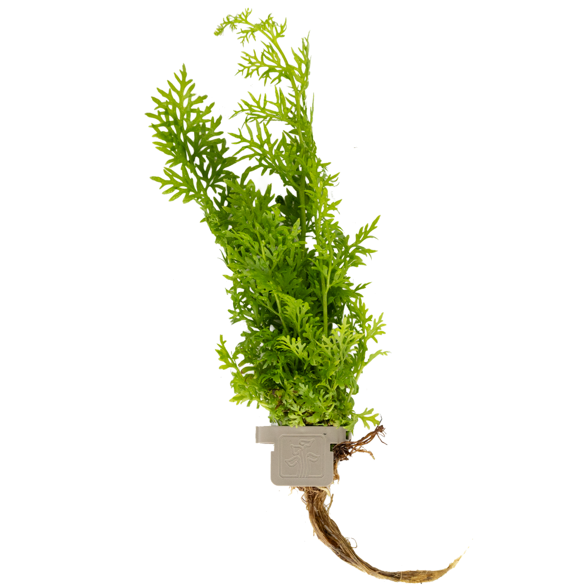 Ceratopteris thalictroides