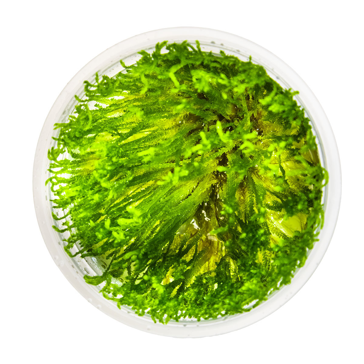 Taxiphyllum alternans (Taiwan moss)