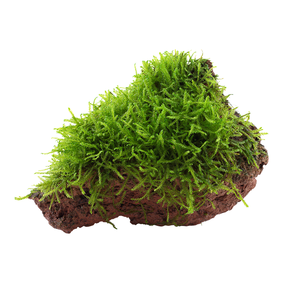 Javamoos - Taxiphyllum barbieri - Tropica Pflanze auf Lavastein