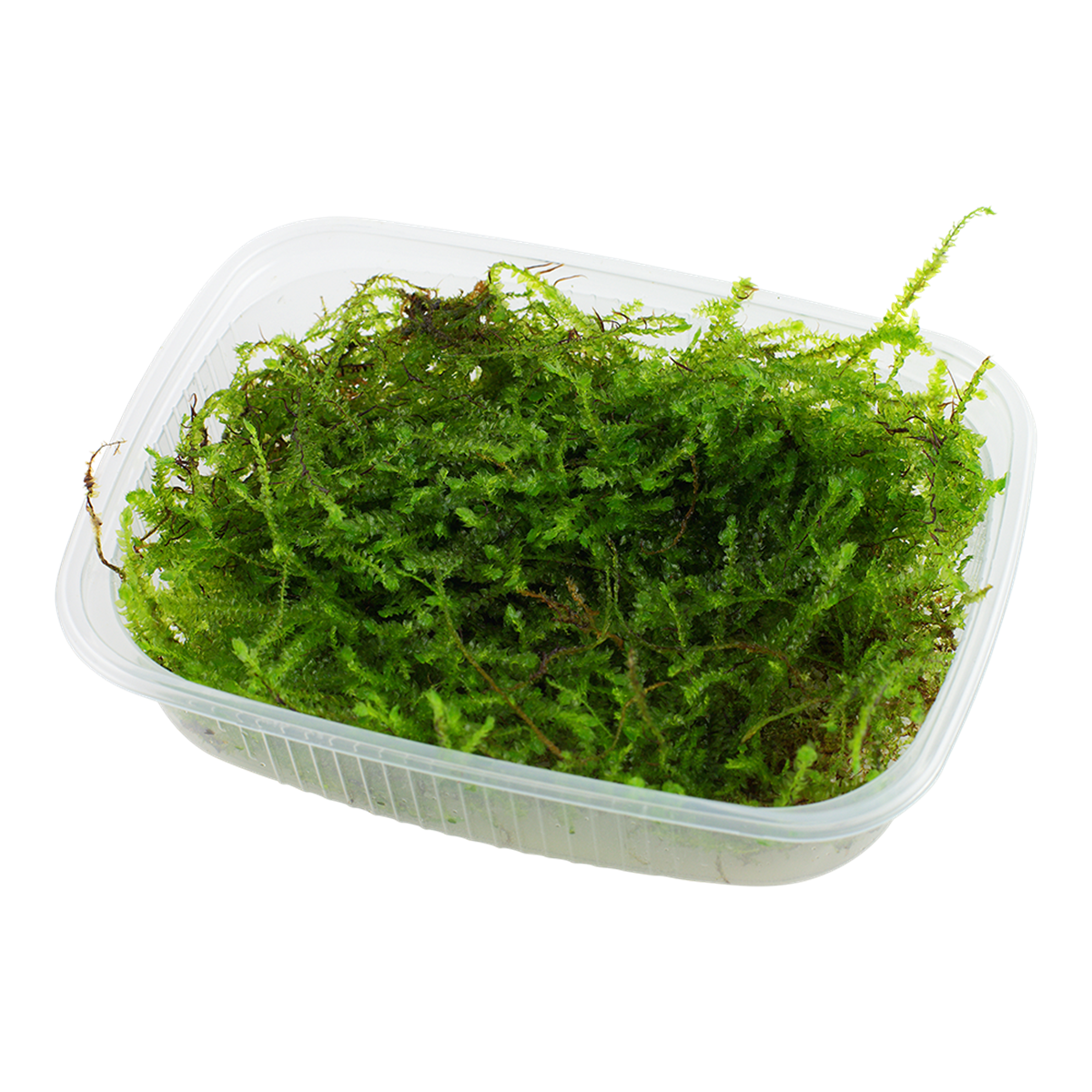 Taxiphyllum barbieri "Bogor Moss" 1-2-Grow!