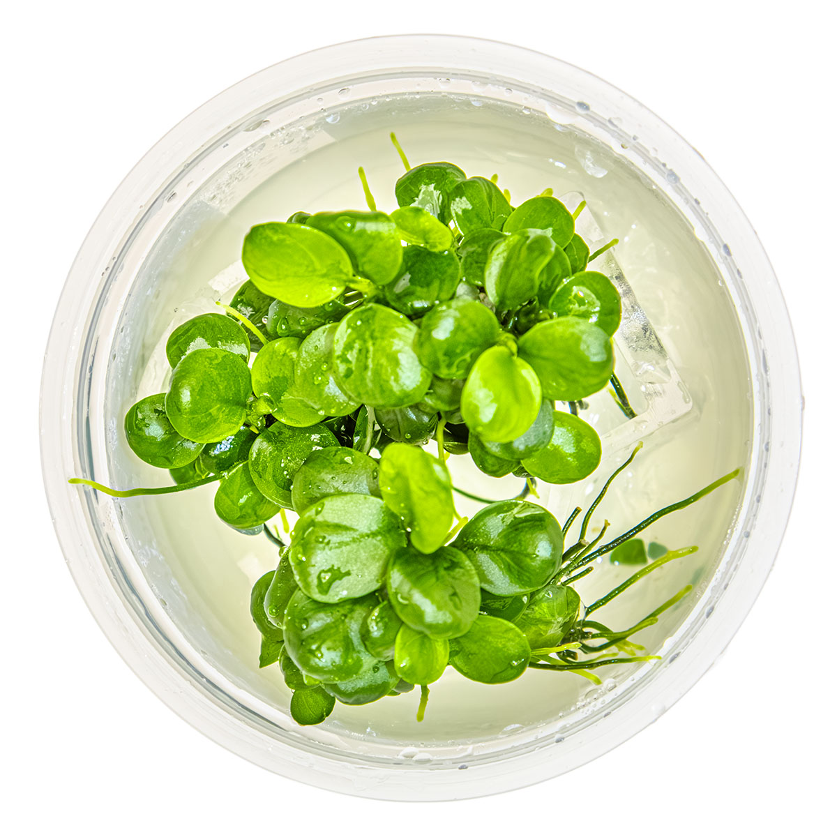 Anubias barteri 'Mini Coin' 1-2-Grow!