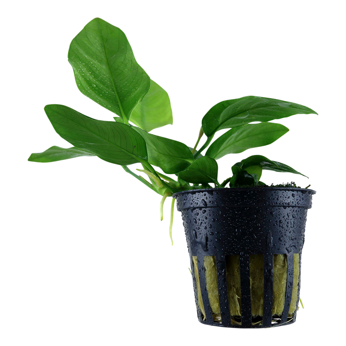 Anubias barteri var. nana 'Mini' - in Vitro XL