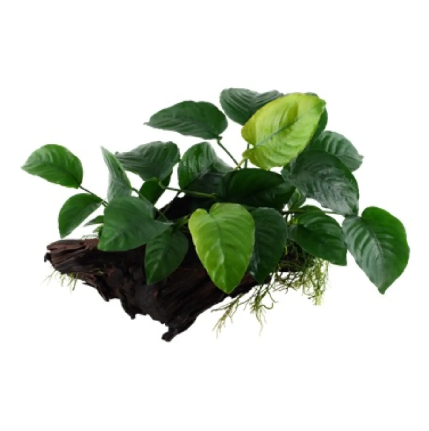 Tropica AquaDecor - Anubias barteri
