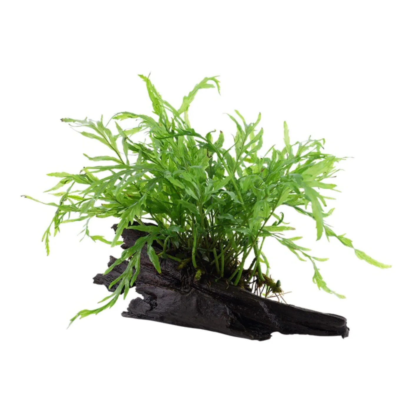 Tropica AquaDecor - Bolbitis
