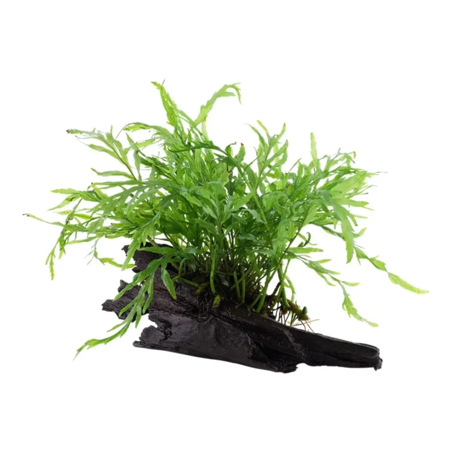 Tropica AquaDecor - Bolbitis
