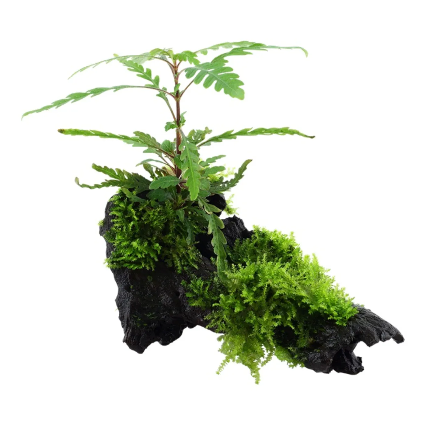 Tropica AquaDecor - Hygrophila