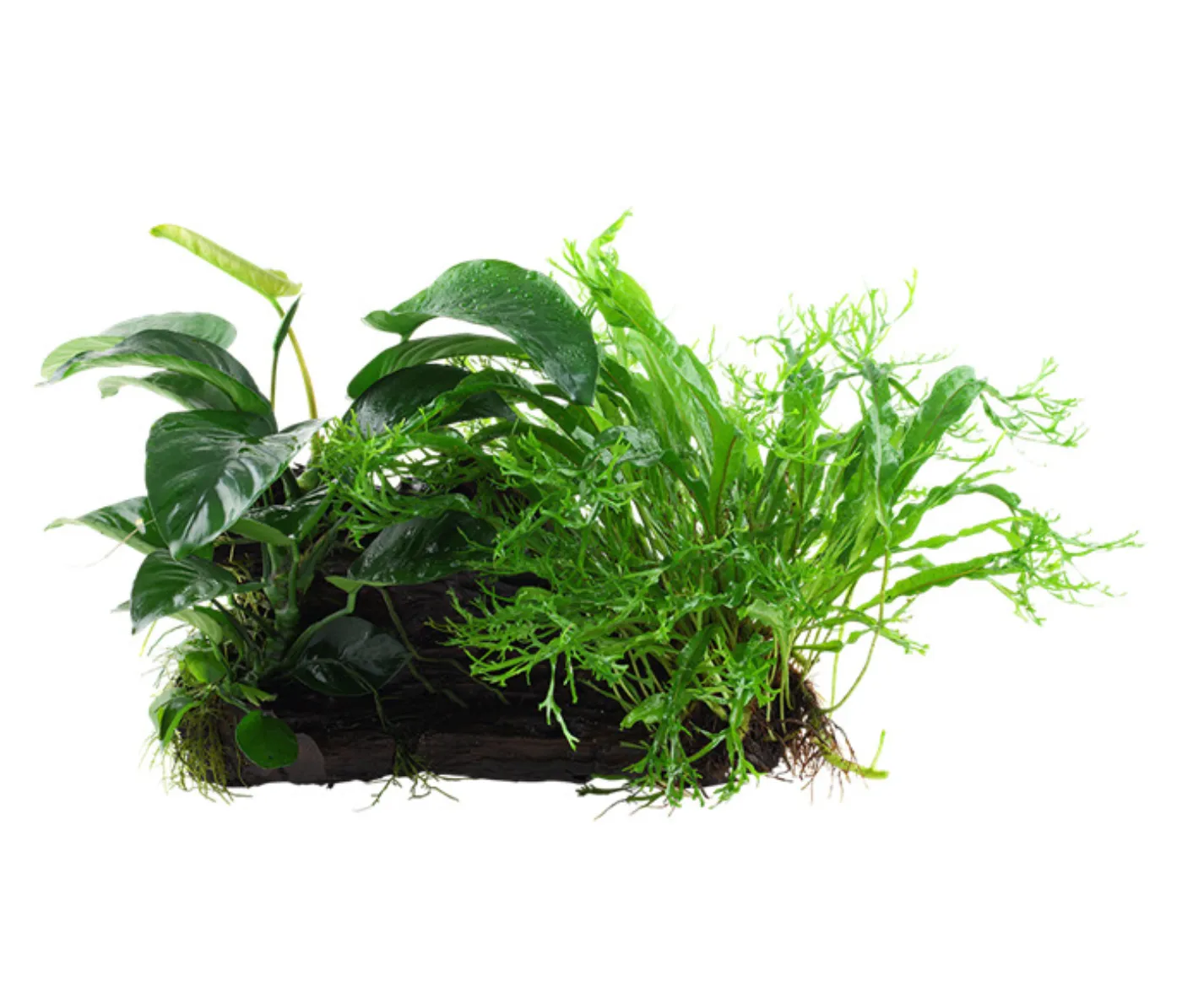 Tropica AquaDecor - Microsorum/Anubias 'Duett'