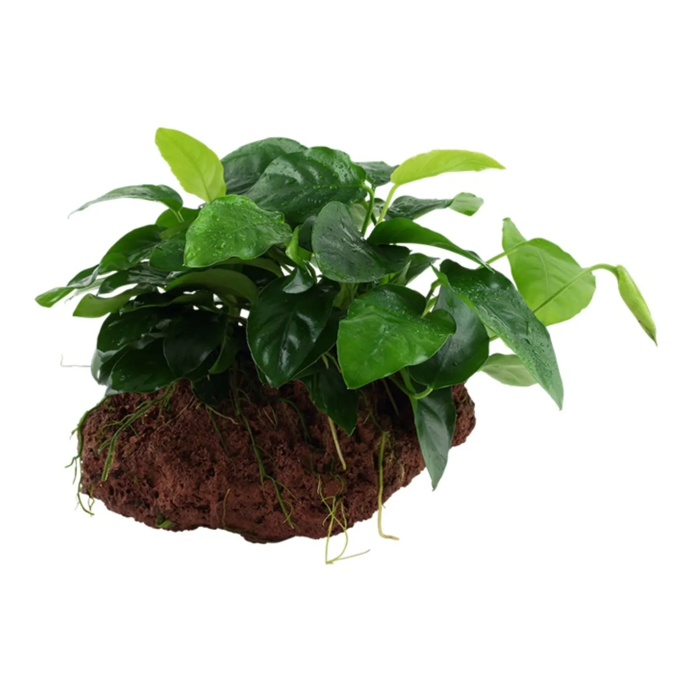 Tropica AquaDecorRock - Anubias barteri
