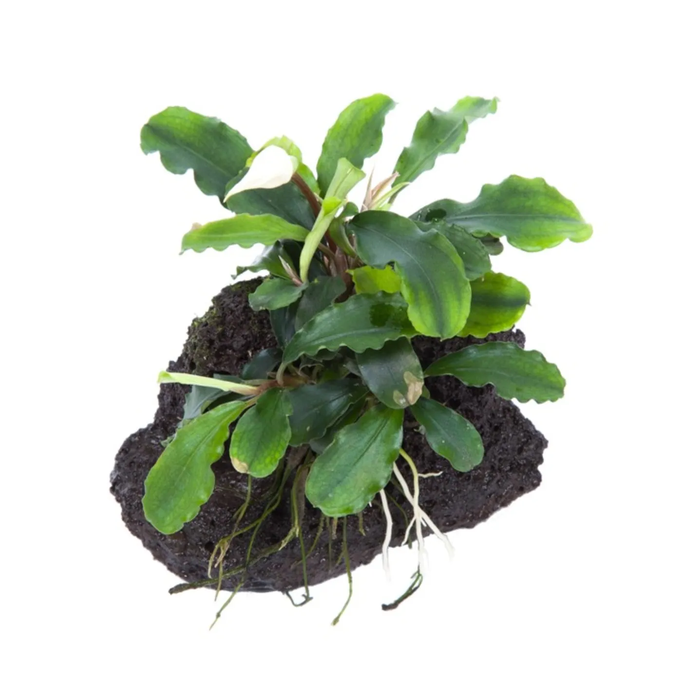 Tropica AquaDecorRock - Bucephalandra