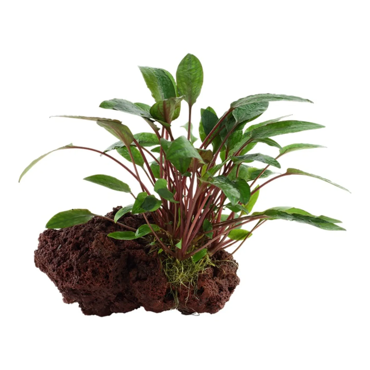 Tropica AquaDecorRock - Cryptocoryne