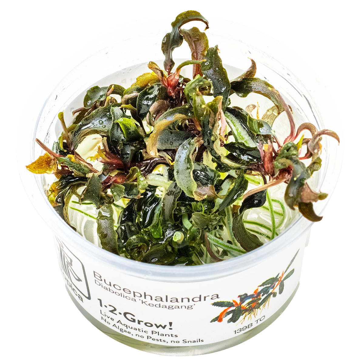 Bucephalandra 'Kedagang' 1-2-Grow!
