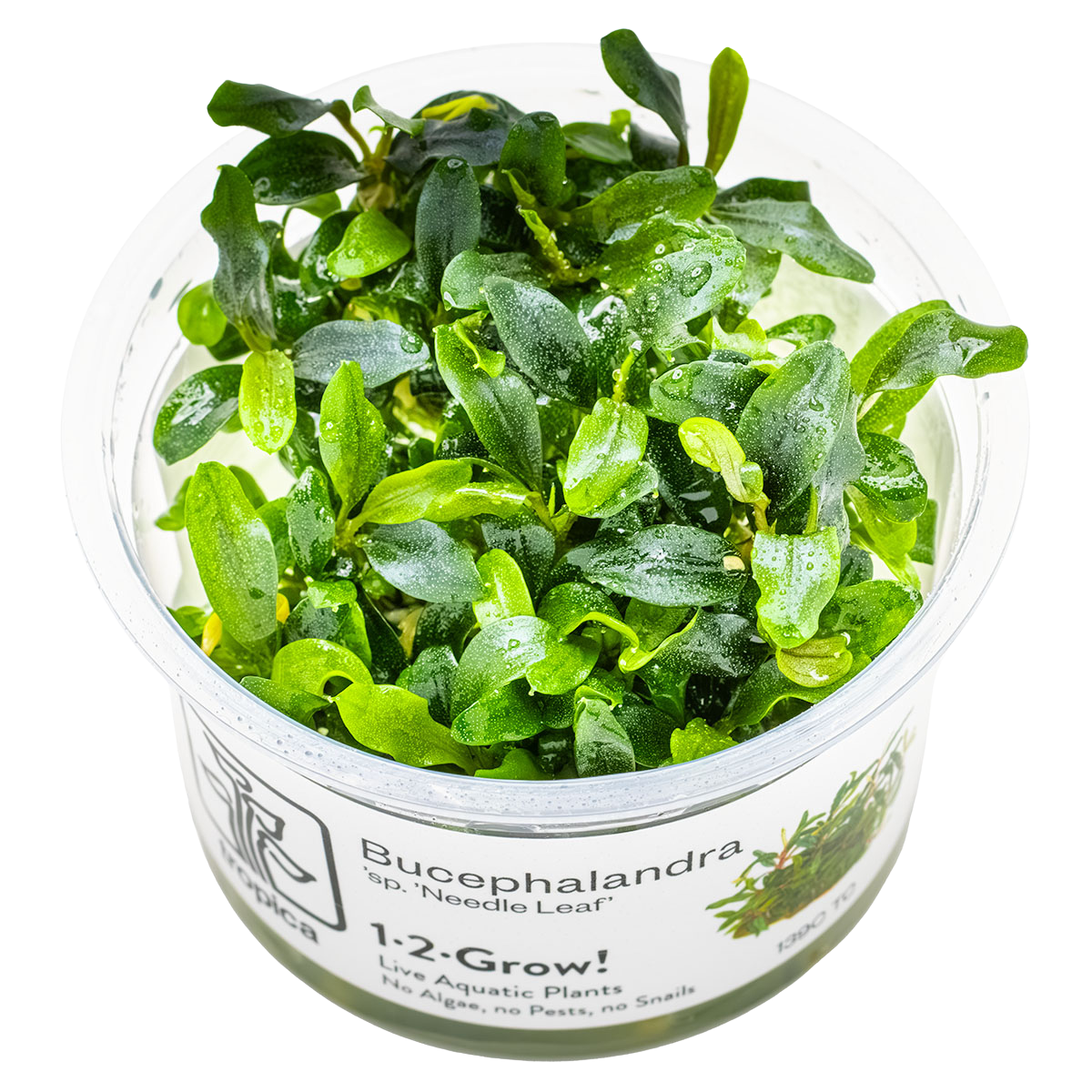 Bucephalandra sp. 'Needle Leaf' 1-2-Grow!